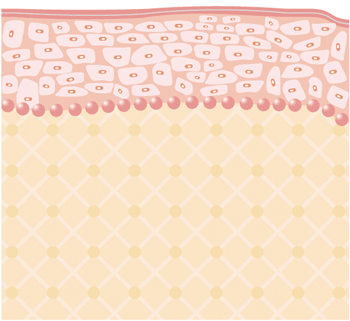 リベルのメカニズム